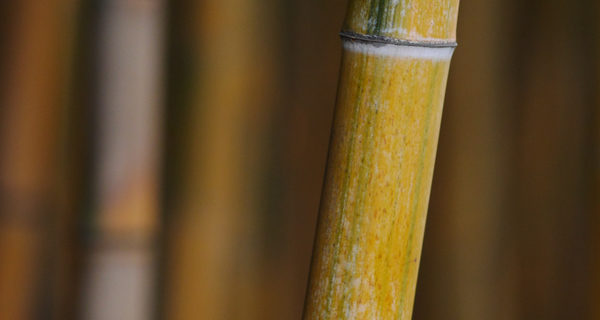 Bambusparkett: ein interessanter Fussbodenbelag
