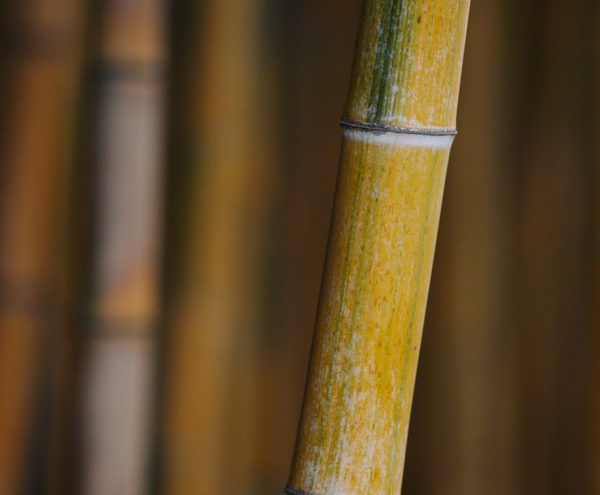 Bambus als Fussbodenbelag