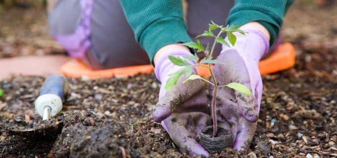 Im Frühling schon Gemüse ernten?