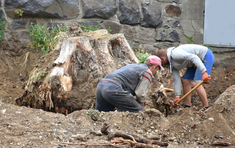 Zwei Männer graben einen Baumstumpf aus.