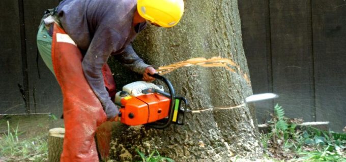 Baum fällen Kosten: Diese 5 Faktoren bestimmen den Preis