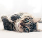Katzen - artgerechte Haltung