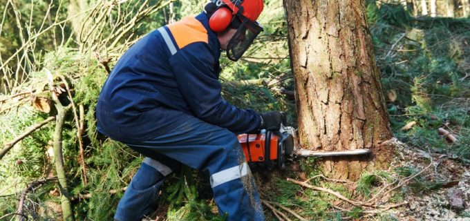 Was kostet eine Baumfällung? Alle Details