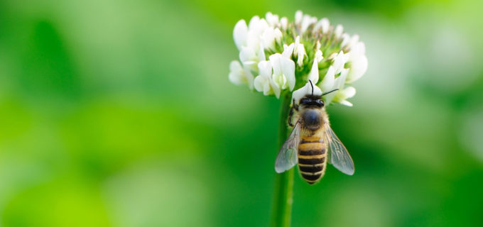 So gestalten Sie Ihren Garten bienenfreundlich