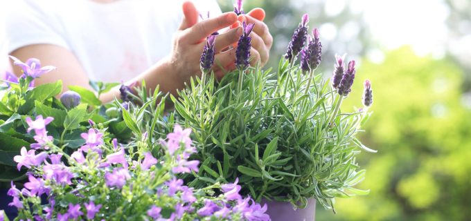 Schöner Garten: Pflegeleichte Pflanzen, die Sonne lieben