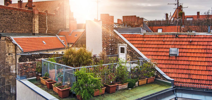 Urban Gardening – Obst und Gemüse auf dem Balkon ernten