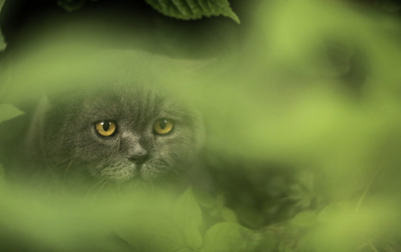 Katzen bekämpfen