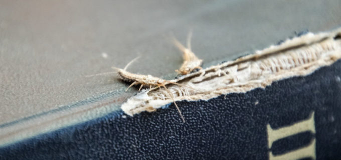 Silberfische bekämpfen? 10 praktische Tipps!