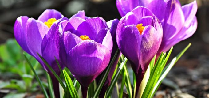 Die besten Tipps fürs Blumenzwiebeln pflanzen