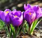 Violette Krokusse im Frühjahr