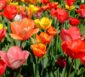Frühlingsblumen in verschiedenen Farben