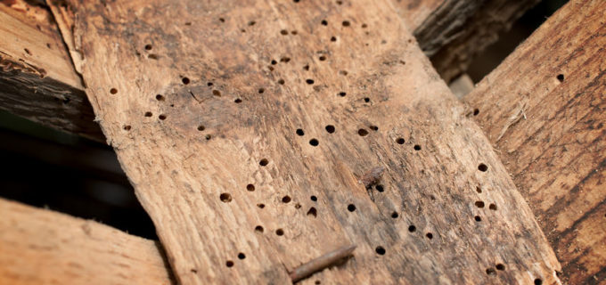 Holzwurm bekämpfen – Schädling beseitigen ohne Schaden am Haus