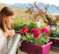 Kleines Mädchen giesst Balkonpflanzen.