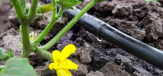 Wasser sparen, Komfort erhöhen – durch Tropfbewässerung in Ihrem Garten!