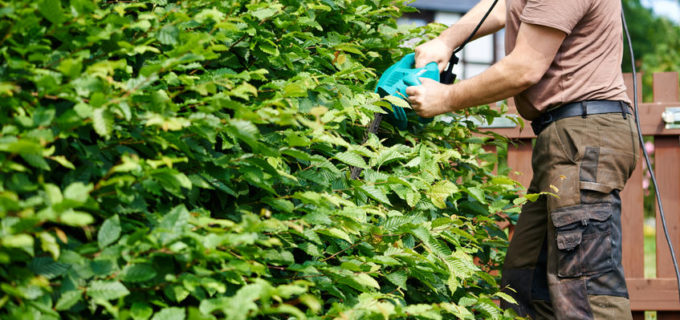 Buchenhecke schneiden – Tipps und Kosten