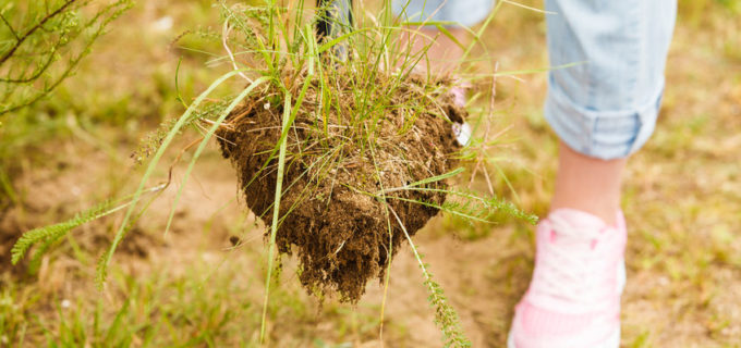 Rasen entfernen – dies sollten Sie wissen!