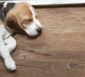 Kleiner Hund schläft auf einem dunkelbraunen Holzboden.
