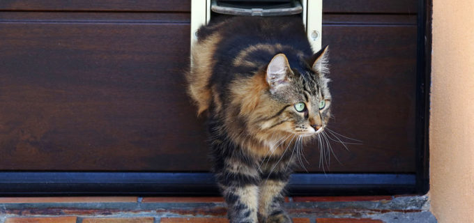 Projekt Katzenklappe Minergie – worauf Sie achten sollten