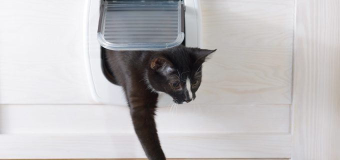 Katzenklappe einbauen – mit diesen Tipps in 2 Min. erledigen lassen