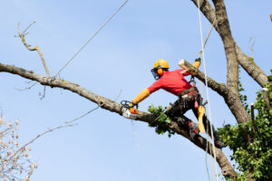 Professioneller Baumfäller mit Sicherheitsseil und Kettensäge auf einem Baum.