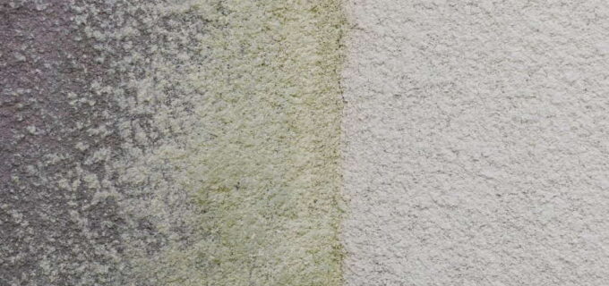 Was tun gegen grüne Fassade? 