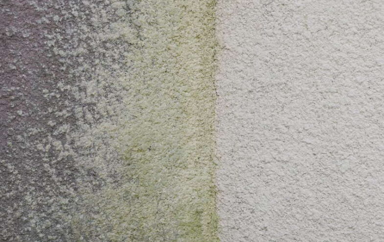 Was tun gegen grüne Fassade