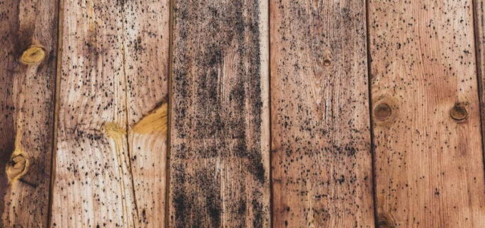 Schimmel auf Holz entfernen – Die beste Methode