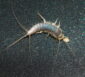 Silberfische bekämpfen