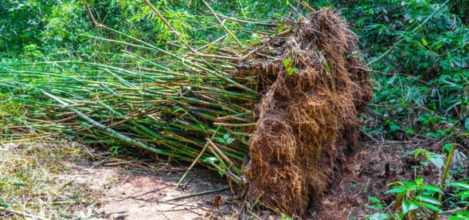 Bambus entsorgen: Kosten und Preise