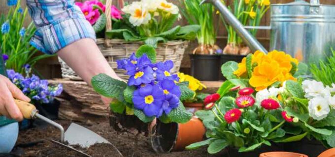 Bevor Sie Blumen pflanzen: Befolgen Sie diese Tipps