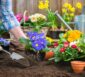 Blumen pflanzen lassen