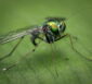 Insekten im Urlaub