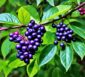 Aronia Beeren