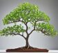 Bonsai: Die faszinierende Kunst in Miniatur