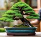 Bonsai-Formen und -Gestalten: Kreative Techniken
