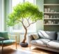Bonsai im Wohnzimmer: Die besten Arten für drinnen