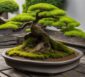 Bonsai in Wollishofen und Bern: Die besten Adressen