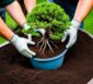 Bonsai richtig umpflanzen: Schritt-für-Schritt-Anleitung