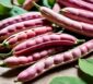 Borlotti Bohnen