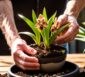 Cymbidium Orchidee
