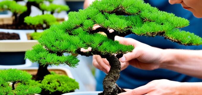 Der erste Bonsai: Anleitung für Anfänger