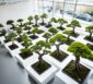 Die schönsten Bonsai-Bäume der Welt: Eine Galerie