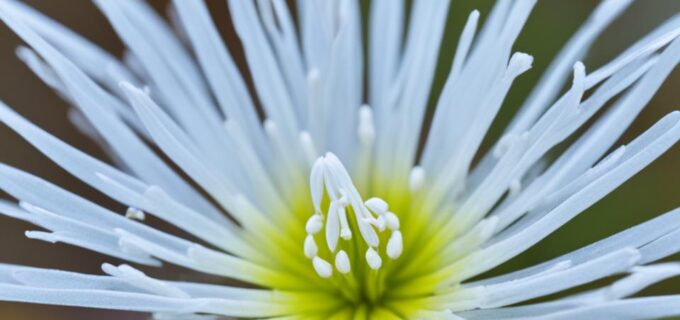 Hakiges Chamelaucium: Einzigartige Schönheit im Garten pflanzen