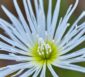 Hakiges Chamelaucium