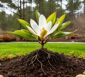 Immergrüner Magnolienbaum