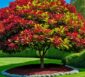 Photinia Hochstamm