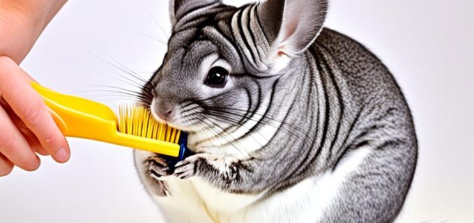 Ratgeber: Chinchillas – Alles was Sie wissen müssen