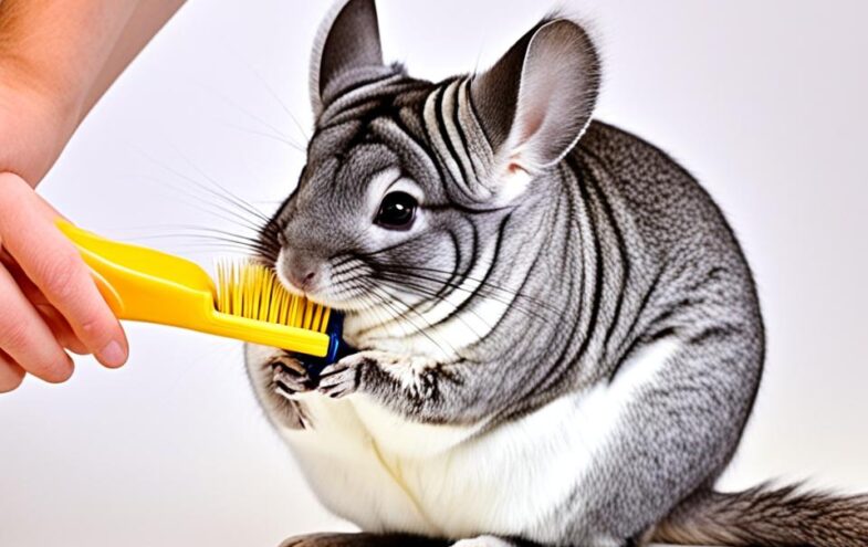 Ratgeber: Chinchillas - Alles was Sie wissen müssen