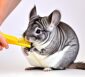 Ratgeber: Chinchillas - Alles was Sie wissen müssen