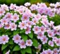 Rispenhortensie 'Vanille Fraise'